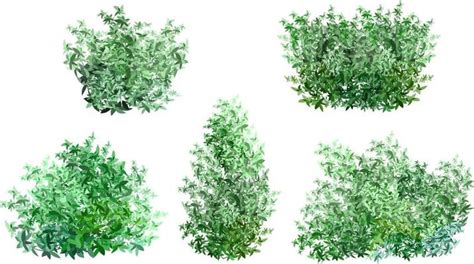 Shrubs Vector Art Icons And Graphics For Free Download