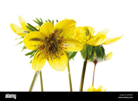 Eranthis hyemalis, close-up Stock Photo - Alamy