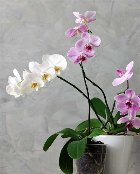 Descubra Kuva Phalaenopsis Orchid E Entretien Thptnganamst Edu Vn