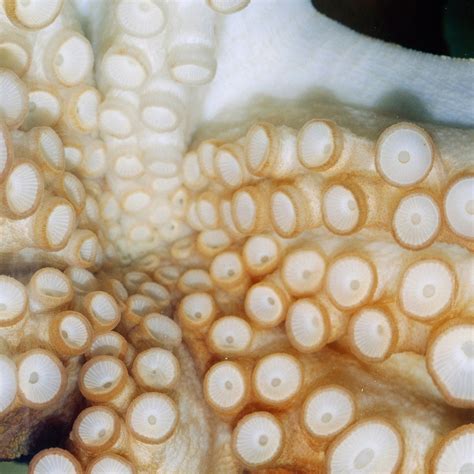 Dumbo Octopus Eggs