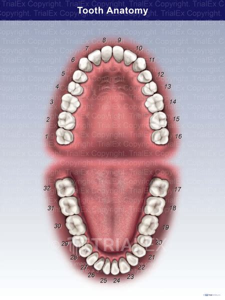 Tooth Anatomy Trialquest Inc