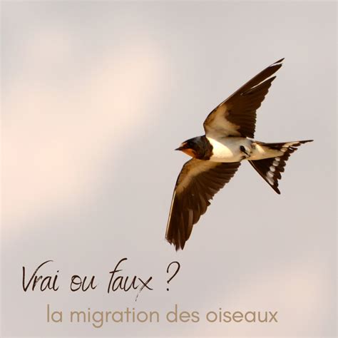 Vrai Ou Faux La Migration Des Oiseaux Une Histoire De Plumes