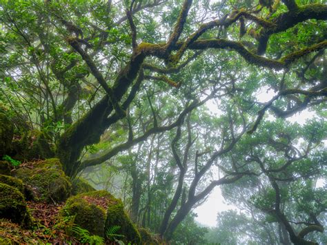 Madeira Mit Der Fujifilm Gfx Fotograf