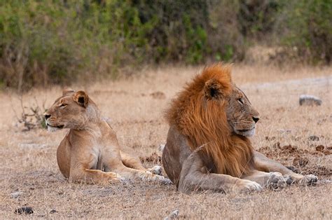 A Lion And Lioness Panthera Leo License Image Image