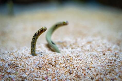 Premium Photo | Spotted garden eel