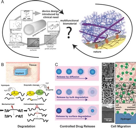 A The Extracellular Matrix ECM Is The Natural And Self Produced