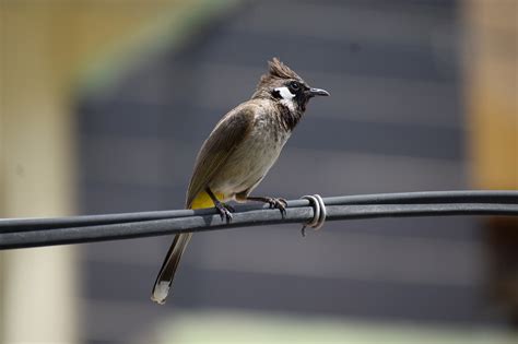 Bird Bulbul Wildlife - Free photo on Pixabay