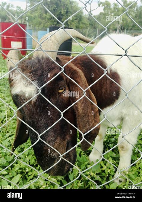 Billy goat gruff Stock Photo - Alamy