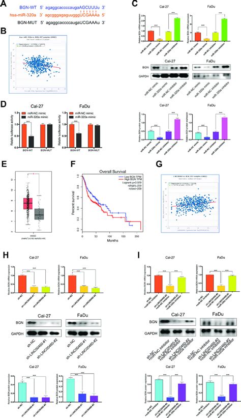 Bgn Was A Target Gene Of Mir A And Regulated By Linc A