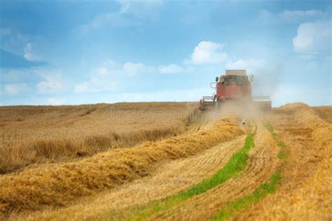 Harvesting Grain Crops in the Field with Combine Harvesters Stock Photo ...