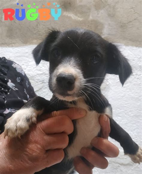 NUEVA VIDA ADOPCIONES On Twitter Madrid RUGBY Apenas Tiene 2 Meses