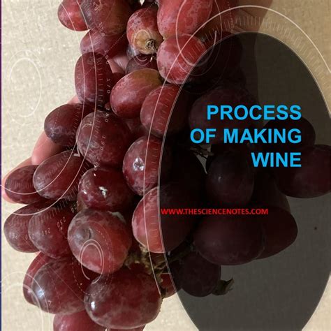 Wine Making Process - The Science Notes