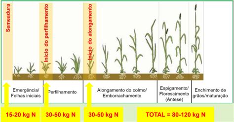 Nitrogênio Funções Fontes Manejo E Sintomas De Deficiência