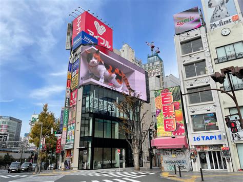 巨大な3D猫が毛づくろいする映像は圧巻ニャ新宿東口のビル屋上にある大型ビジョンで新作動画の放映がスタート Cat Pressキャットプレス