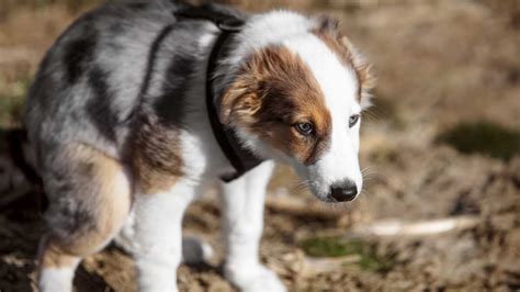 Rem Dios Caseiros Para Cachorro Defecar Regularmente