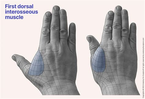 dorsal hand muscle anatomy