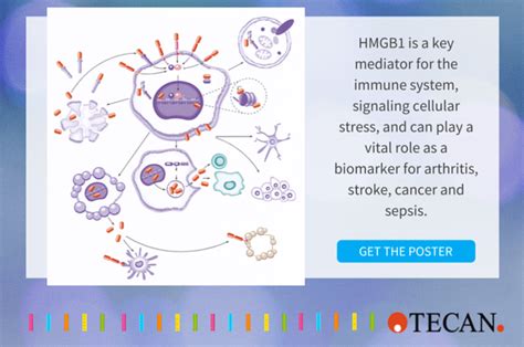 What The Alarmin Hmgb1 Teaches Us About Cellular Stress Response The