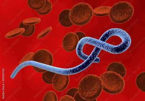 Three Dimensional Drawing Of Ebola Virus With Red Blood Cells Model Of