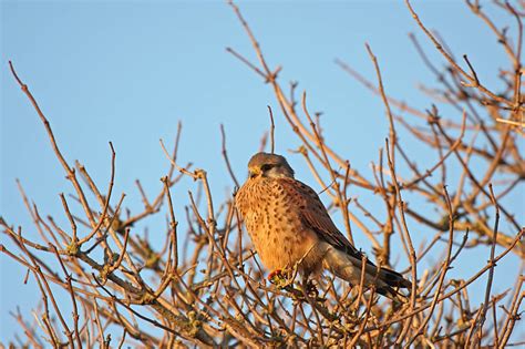 Kestrels December 2008/kestrel_2812086245