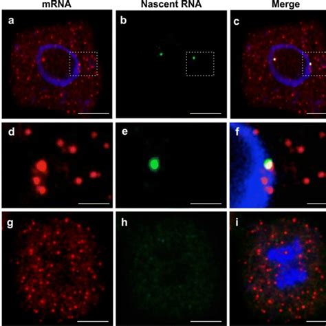 Detecting PP2A RNA Using Single Molecule Fluorescence In Situ