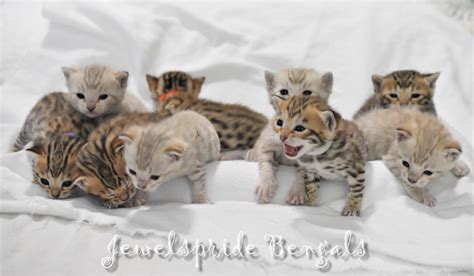 Looking for a Bengal Cat for Sale? – Find Bengal Breeders in Canada