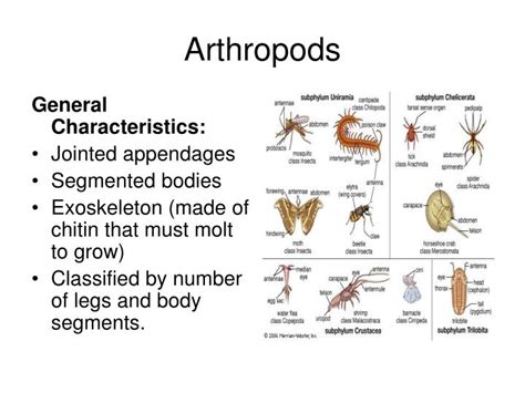 What You Didnt Know About Arthropods Biobubblepets