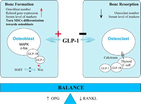 GLP 1 Ra Mechanism Of Action