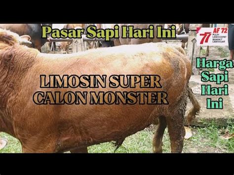 Sapi Limosin Super Calon Monster Harga Sapi Hari Ini Di Pasar Sapi