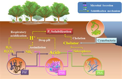 Phosphate Solubilizing Microorganisms Encyclopedia Mdpi