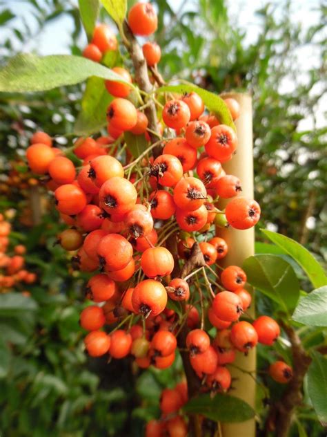Pyracantha Orange Glow Agm