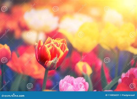 Spring Landscape With Multicolor Tulips Stock Image Image Of Park