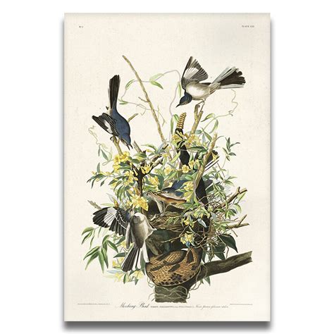 Mockingbird Audubon Art Plate 21 — Audubon Art Prints