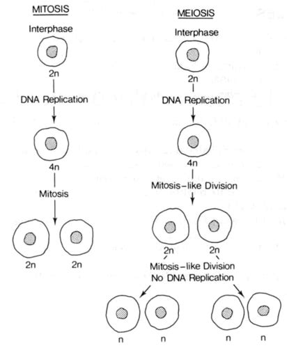 Mitosis And Meiosis Flashcards Quizlet