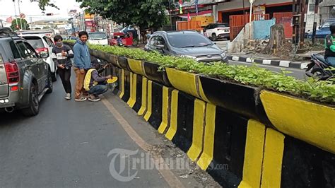 Pengecatan Beton Pembatas Pemisah Jalan, Foto 4 #1936363 - Tribunnews.com