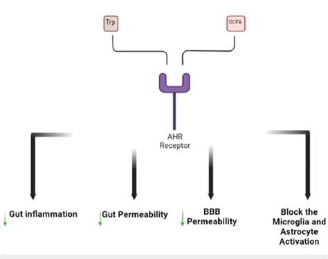 Ligands Of The Ahr Receptor Ahr Aryl Hydrocarbon Receptor Scfa