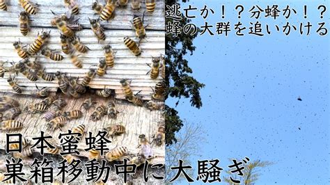 ニホンミツバチ巣箱移動中に大騒ぎ。逃亡か！？分蜂か！？蜂の大群を追いかける Youtube