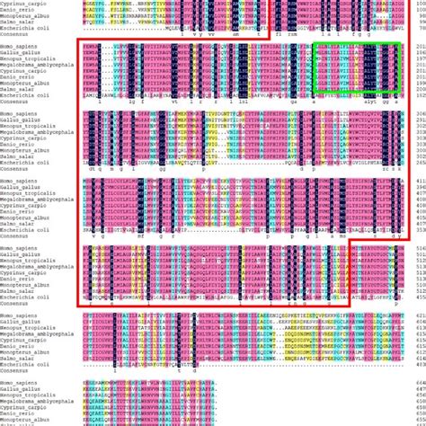 Homologous Alignment Of Sglt Amino Acid Sequences In Different