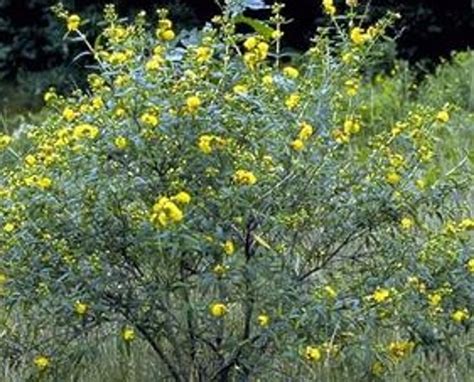 Hypericum prolificum - Shrubby St. John's wort - ThePollenNation