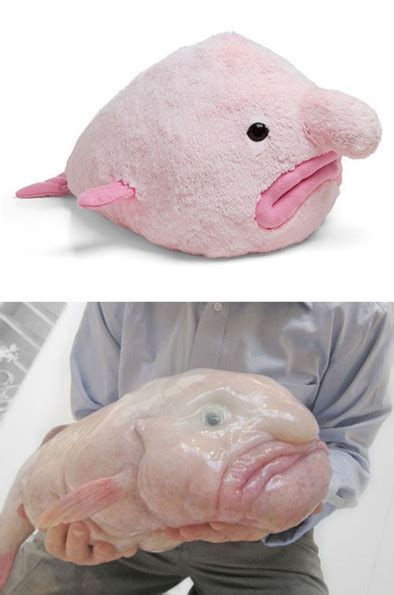 Fugly Toys: Blobfish Plush | Incredible Things