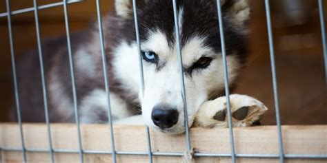 Dog Kennel Flooring: Wood, Rubber … What to Choose and Why?