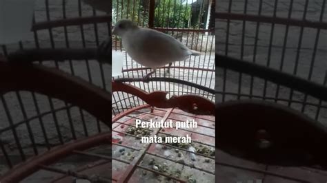 Virall Langka Perkutut Putih Mata Merah Youtube