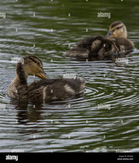 Baby Ducks Hi Res Stock Photography And Images Alamy