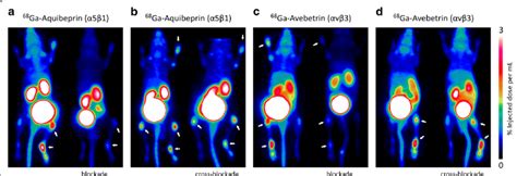 Subtype specific integrin PET imaging in arthritic mice a b α5β1