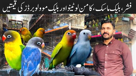 College Road Birds Market Rawalpindi Fisher Common Lutino Lutino Per