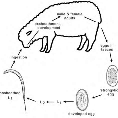 Life Cycle Of Euhaplorchis Californiensis The Eggs Of E Download