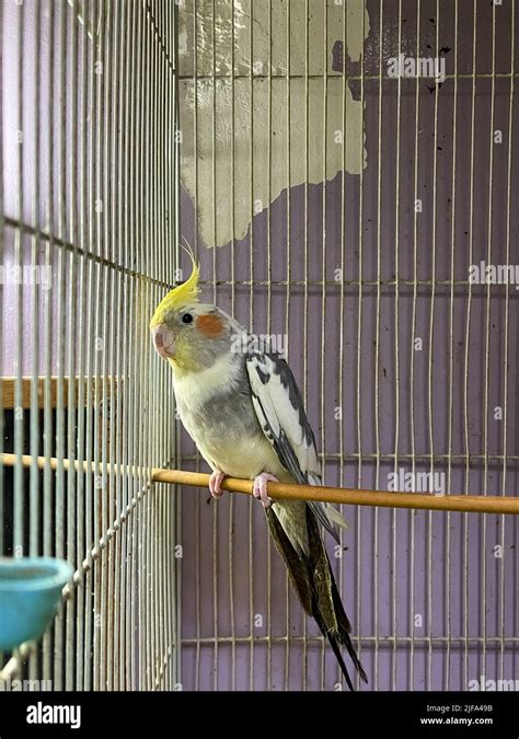 Yellow cocktail parrot inside a cage Stock Photo - Alamy