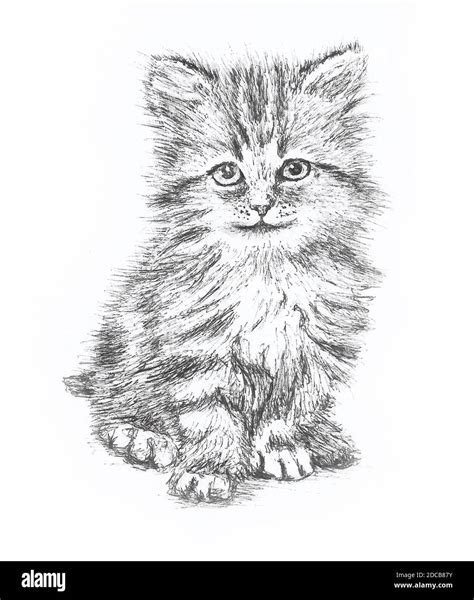 Cute Kitten Black And White Drawing Stock Photo Alamy