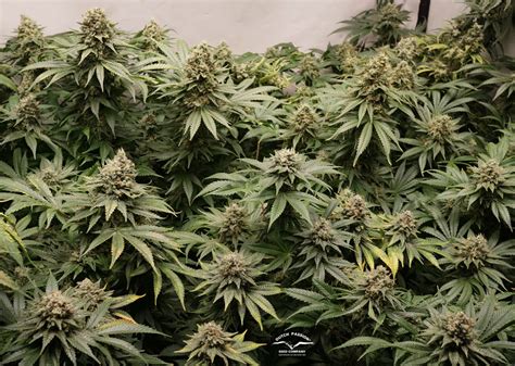 Cannabis Flowering Stage How To Guide Dutch Passion