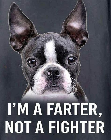 Pin On Adorable And Cute Animal Quotes Boston Terrier Funny Boston