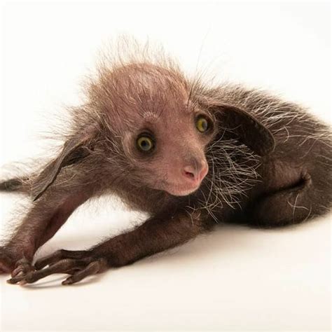 Feeling Of The Day Regran Ed From Natgeo Photo By Joelsartore